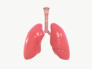 respiratory system 3D Model