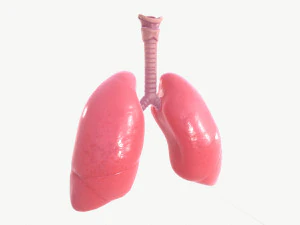 respiratory system 3D Model