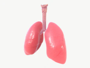 respiratory system 3D Model