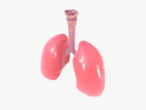 respiratory system 3D Модель