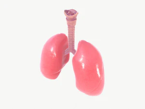 respiratory system 3D Model