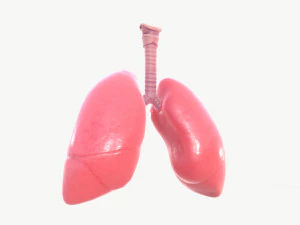 respiratory system 3D Model