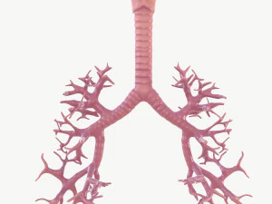 respiratory system 3D Model