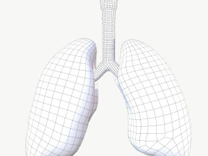 respiratory system 3D Model