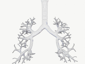 respiratory system 3D Модель