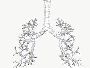 respiratory system 3D Model