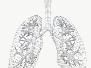 respiratory system 3D Модель