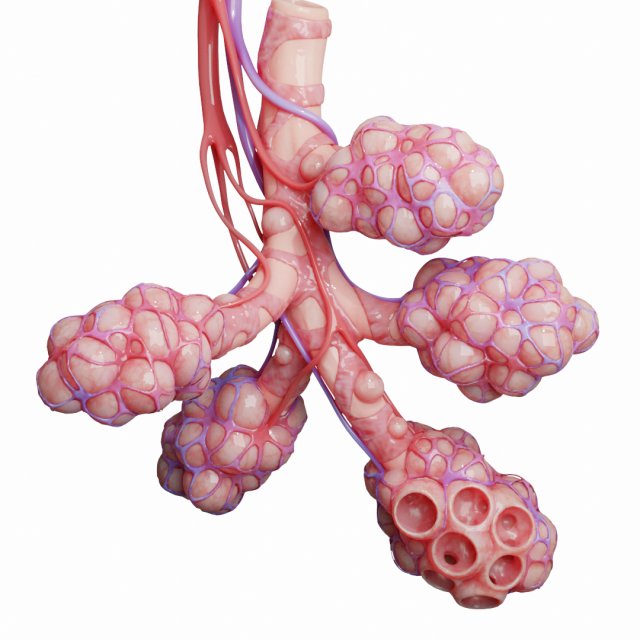 realistic human bronchi alveoli anatomy Model 3D .c4d .max .obj .3ds .fbx .stl .blend