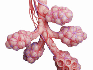 realistic human bronchi alveoli anatomy 3D Model
