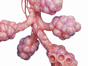 realistic human bronchi alveoli anatomy Model 3D