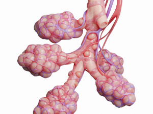 realistic human bronchi alveoli anatomy Model 3D