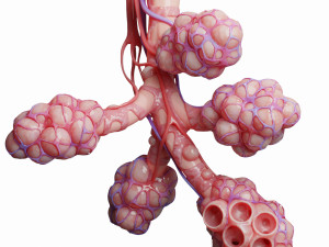 realistic human bronchi alveoli anatomy Model 3D