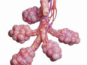 realistic human bronchi alveoli anatomy Model 3D