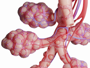 realistic human bronchi alveoli anatomy Model 3D
