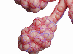 realistic human bronchi alveoli anatomy Model 3D