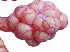 realistic human bronchi alveoli anatomy Model 3D