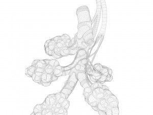 realistic human bronchi alveoli anatomy Model 3D