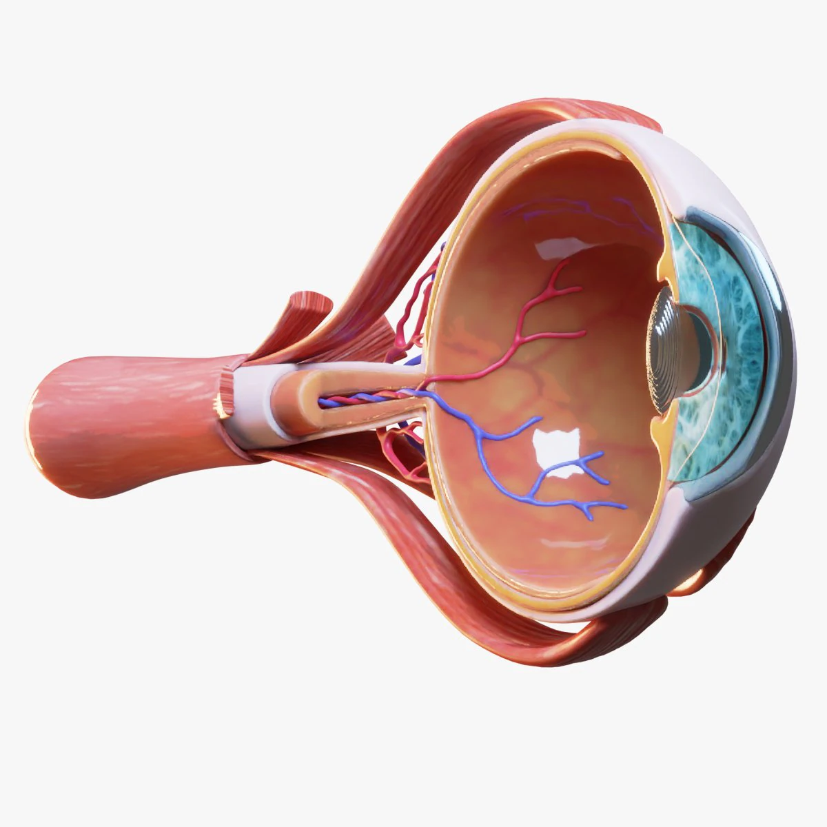 Anatom&iacute;a del ojo en secci&oacute;n transversal Modelo 3D .c4d .max .obj .3ds .fbx .stl .blend 
