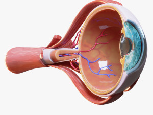 Cross Section Eye Anatomy 3D Model