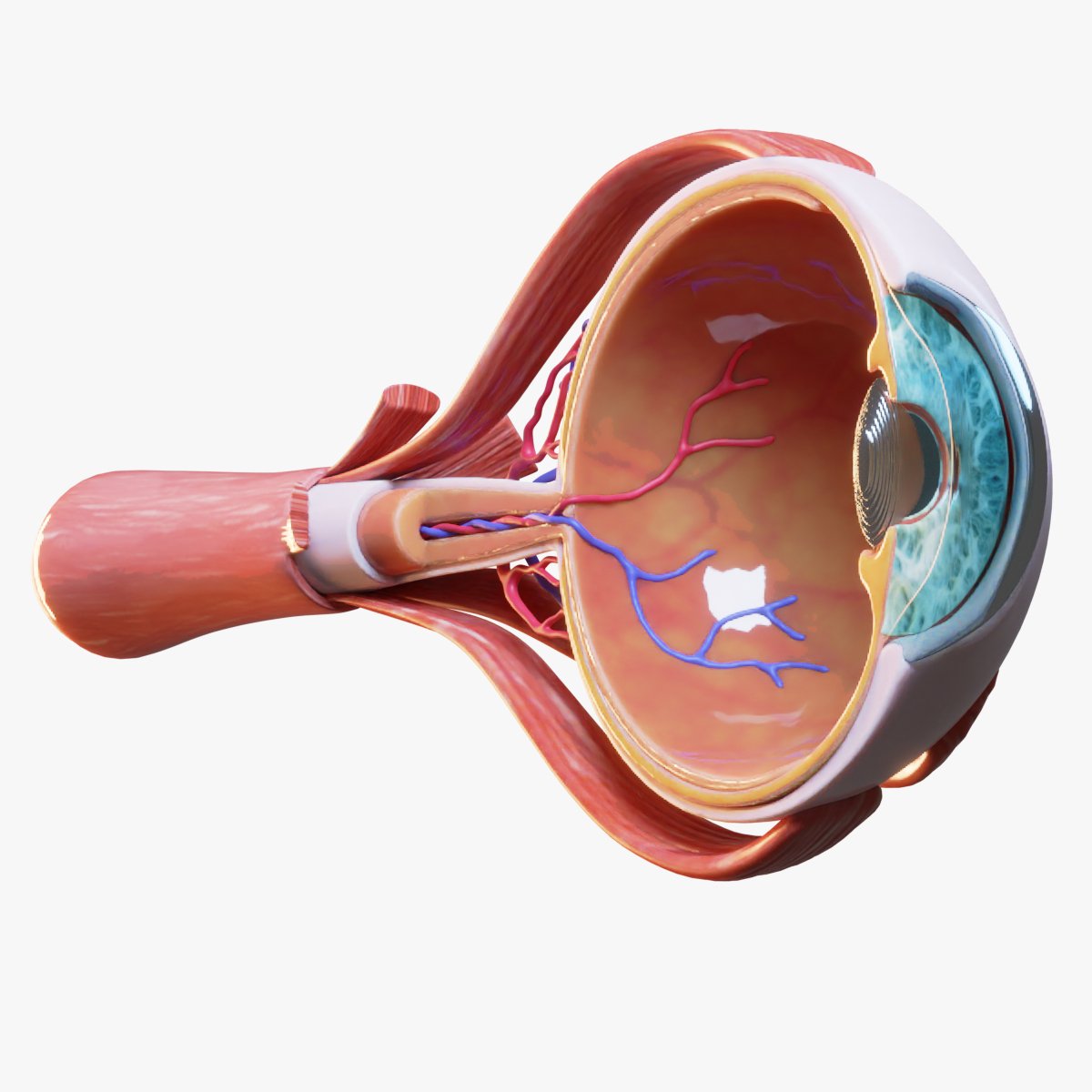 Eye Anatomy 3D Model Human Eye Anatomy TYURTU Eye Anatomy 3D Model Human Eye Anatomy TYURTU