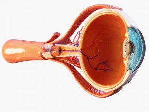Anatom&iacute;a del ojo en secci&oacute;n transversal Modelo 3D