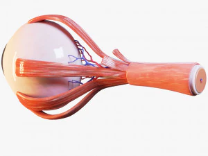 Anatom&iacute;a del ojo en secci&oacute;n transversal Modelo 3D