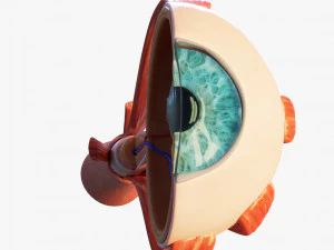 Anatom&iacute;a del ojo en secci&oacute;n transversal Modelo 3D