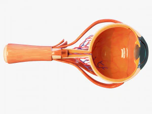 Anatom&iacute;a del ojo en secci&oacute;n transversal Modelo 3D