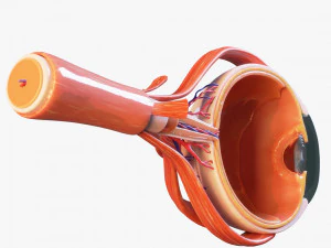 Anatom&iacute;a del ojo en secci&oacute;n transversal Modelo 3D