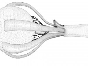 Cross Section Eye Anatomy Modelo 3D
