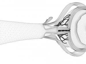 Anatom&iacute;a del ojo en secci&oacute;n transversal Modelo 3D