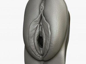 Realistic Anatomy of a Vagina for Study 3D Model