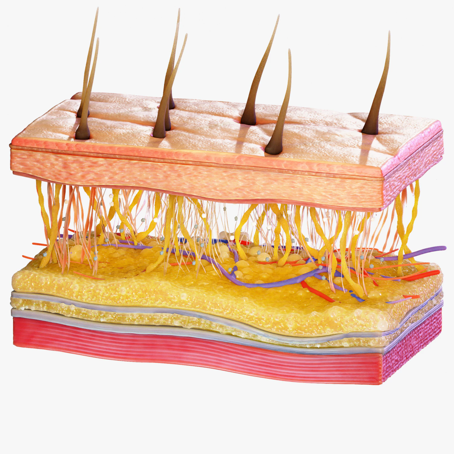Skin Cross Section 3D Model .c4d .max .obj .3ds .fbx .stl .blend