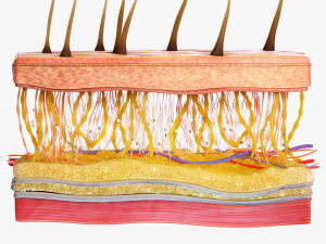 Skin Cross Section 3D Model