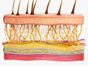Skin Cross Section 3D Model