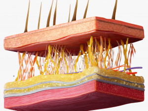 Skin Cross Section 3D Model