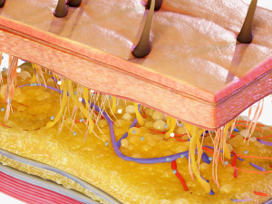 Skin Cross Section 3D Model