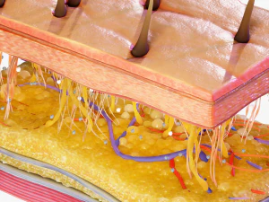 Skin Cross Section 3D Model