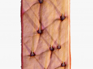 Skin Cross Section 3D Model
