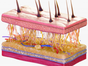 Skin Cross Section 3D Model