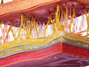Skin Cross Section 3D Model