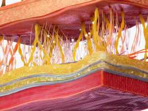 Skin Cross Section 3D Model