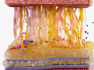 Skin Cross Section 3D Model