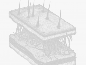 Skin Cross Section 3D Model
