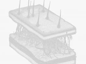 Skin Cross Section 3D Model