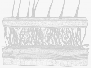 Skin Cross Section 3D Model