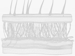Skin Cross Section 3D Model