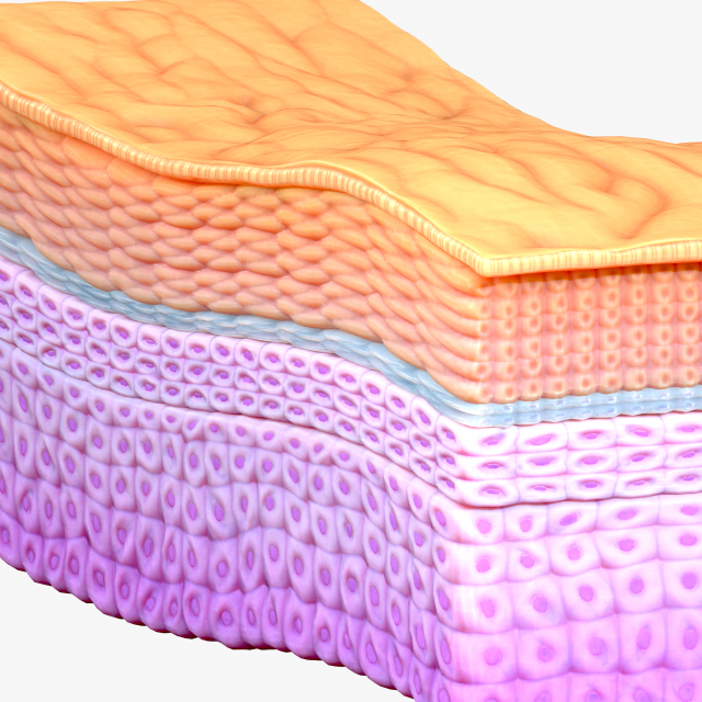 Epidermis Cross Section 3D मॉडल .c4d .max .obj .3ds .fbx .stl .blend 