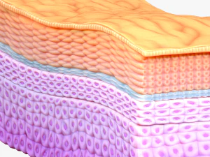 Se&ccedil;&atilde;o Transversal da Epiderme Modelo 3D