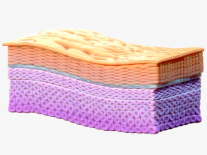 Epidermis Cross Section 3D Model